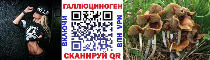Псилоцибиновые грибы Cubensis  как найти   мега как зайти  Змеиногорск 